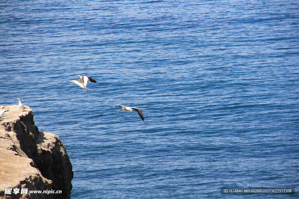 海边岩石旁飞翔的海鸟