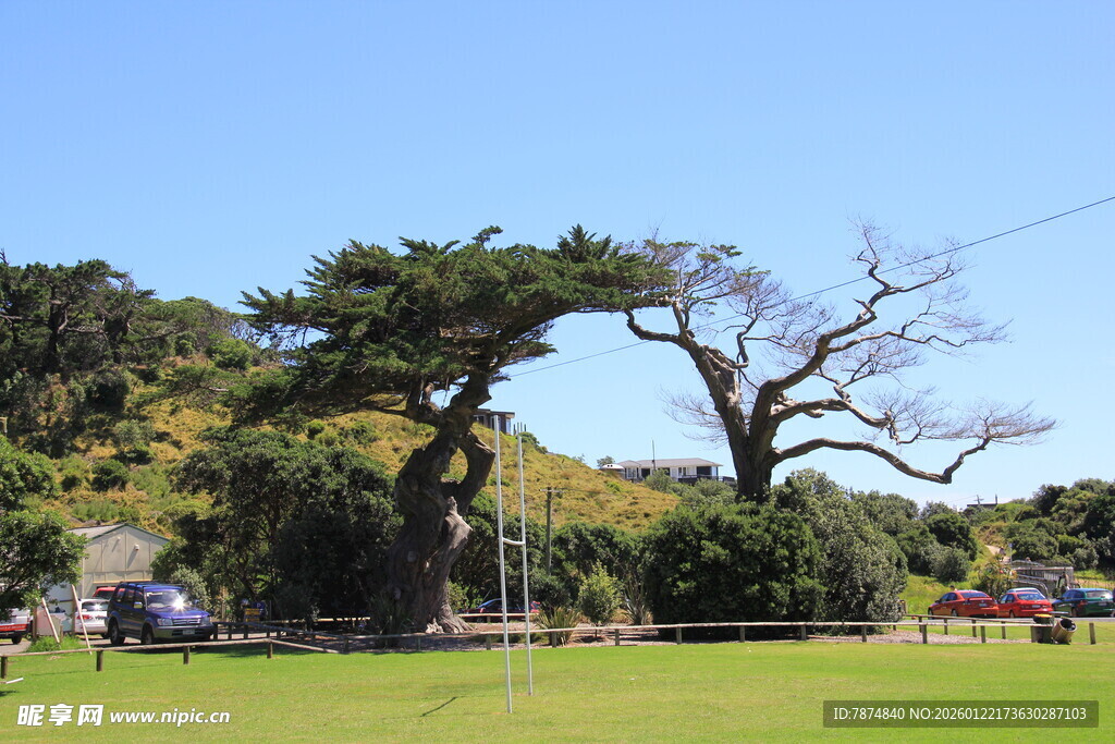 户外绿茵上的伞状大树