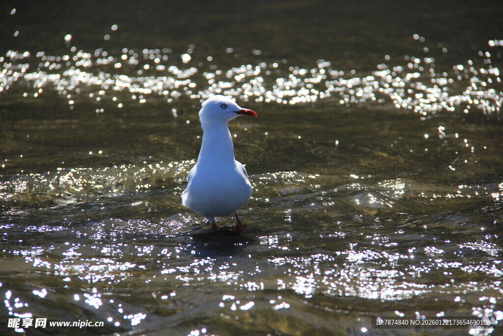 水中的白鸟