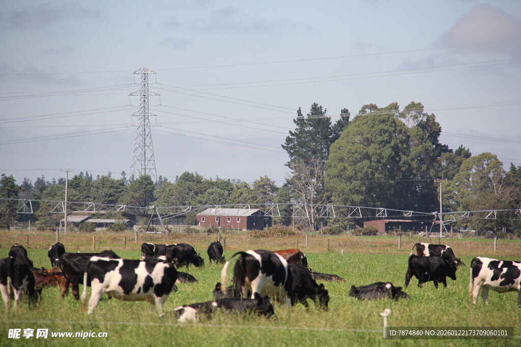 草原上的黑白花奶牛群