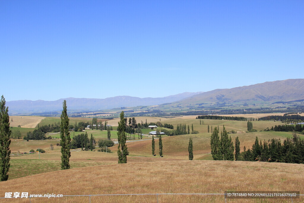 田园风光中的挺拔树木
