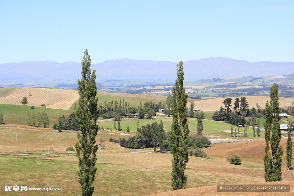田园风光中的挺拔树木