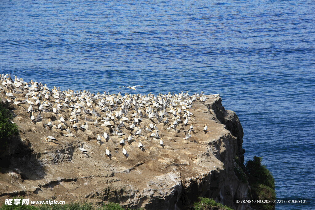 悬崖上的海鸟群