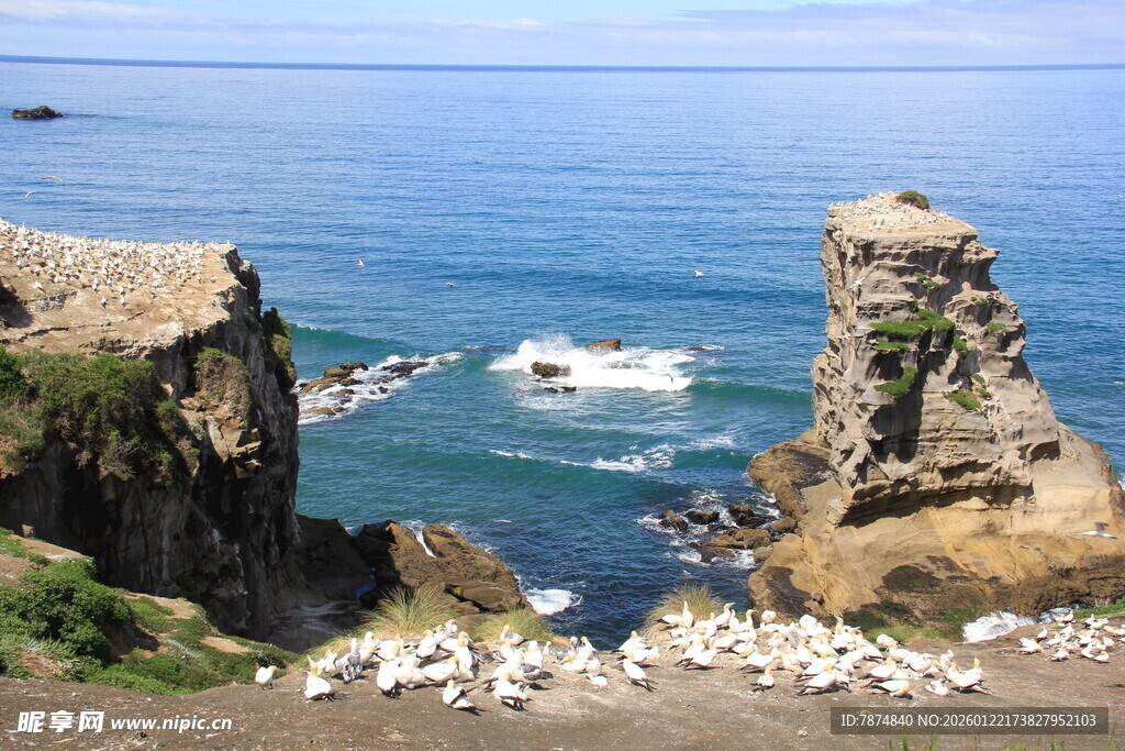 海岸边岩石上的群鸟景观