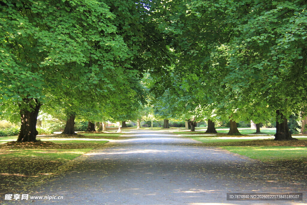 林荫大道绿意盎然