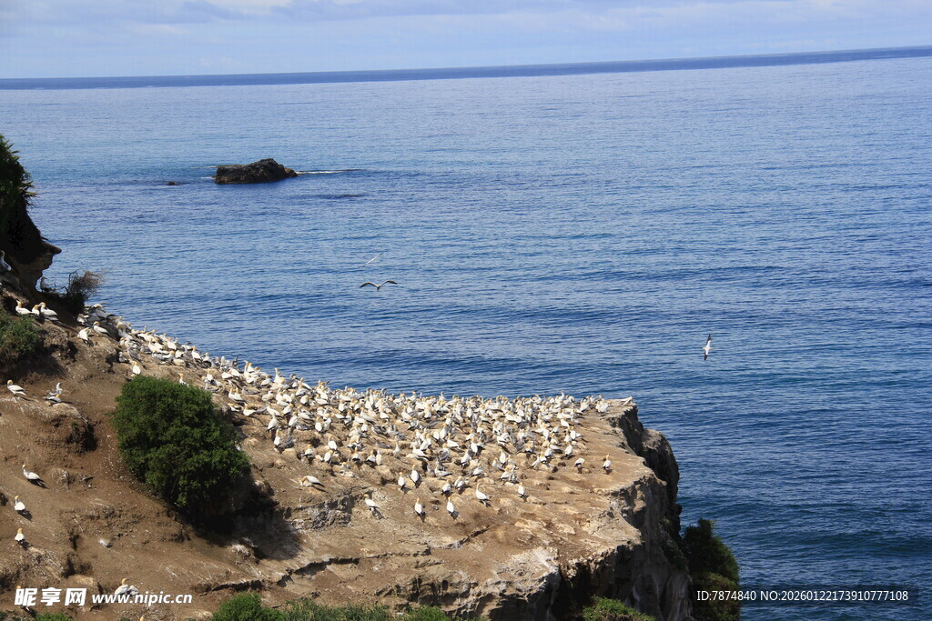 悬崖边的海鸟群