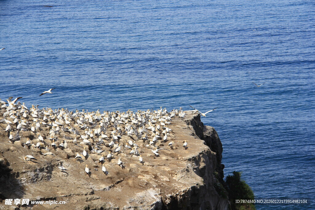 悬崖上的海鸟群