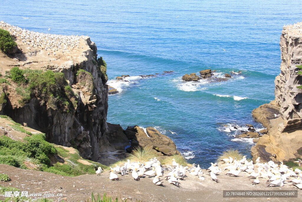 海岸边群鸟栖息壮丽景观