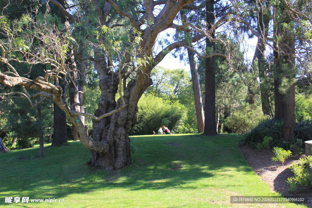 静谧林间草地景观