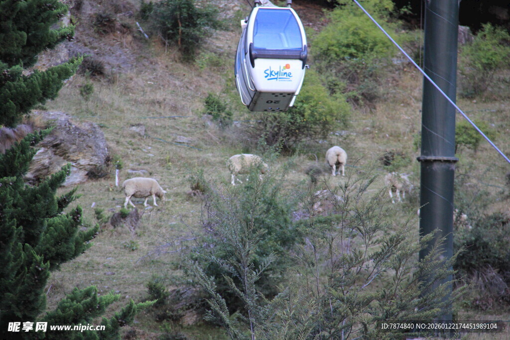 山间缆车旁的羊群