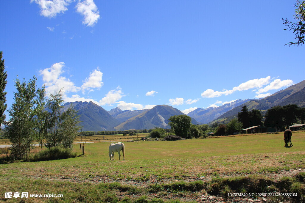草原风光中的马匹与远山