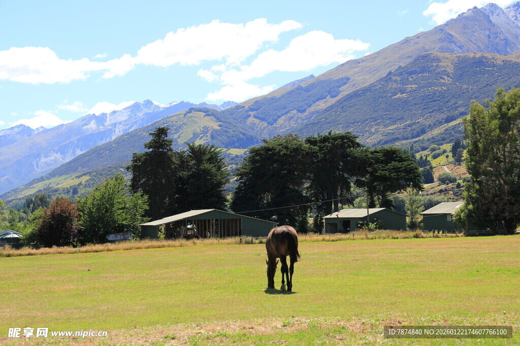 草原上的孤独马匹