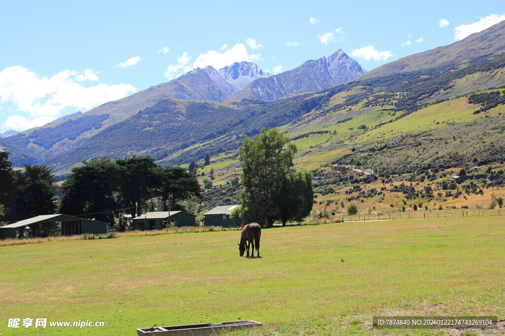 山间草原上的悠然马匹