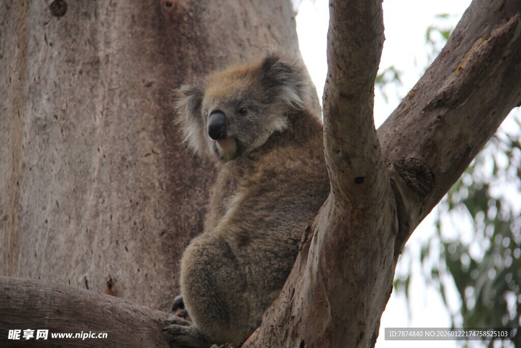 树上的考拉