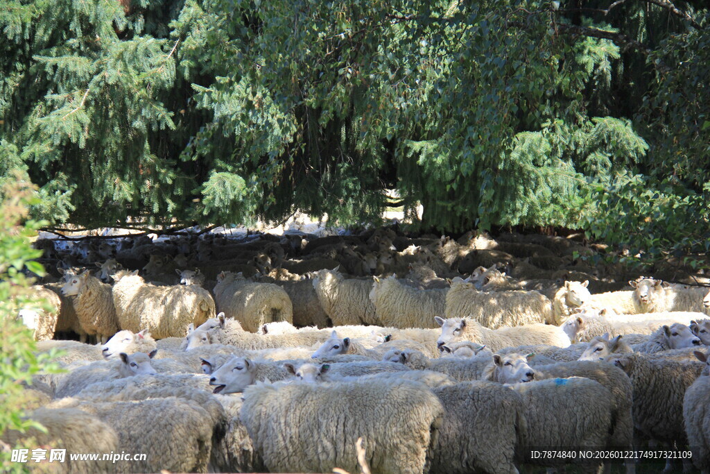 羊群在林间小道上行走