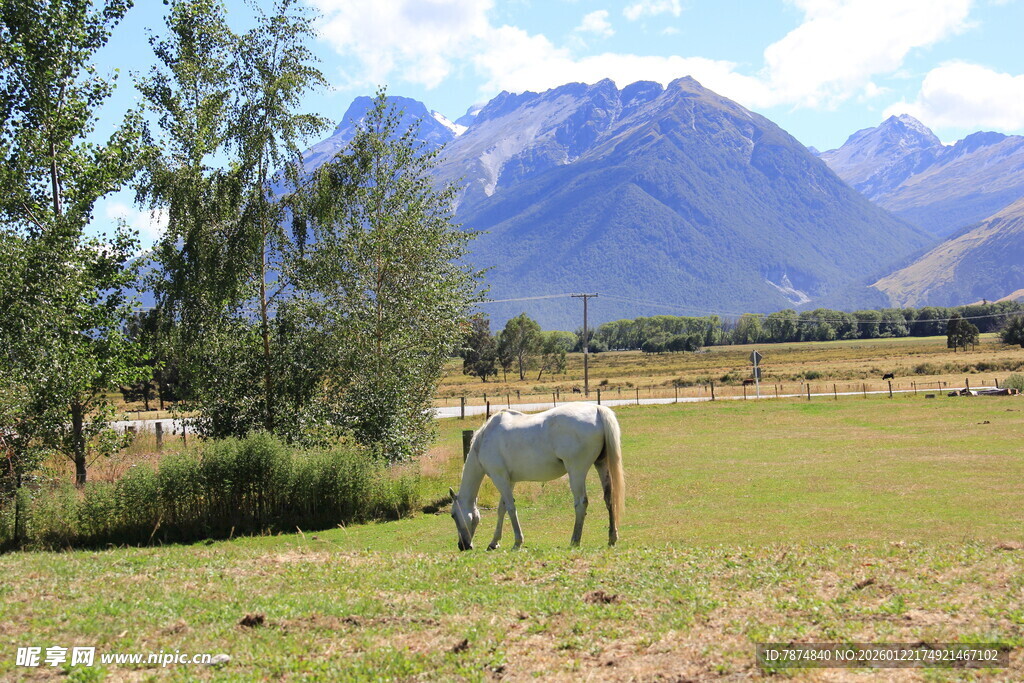 草原上的白马与远山风景