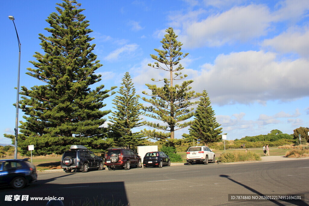 户外停车场旁的高大松树