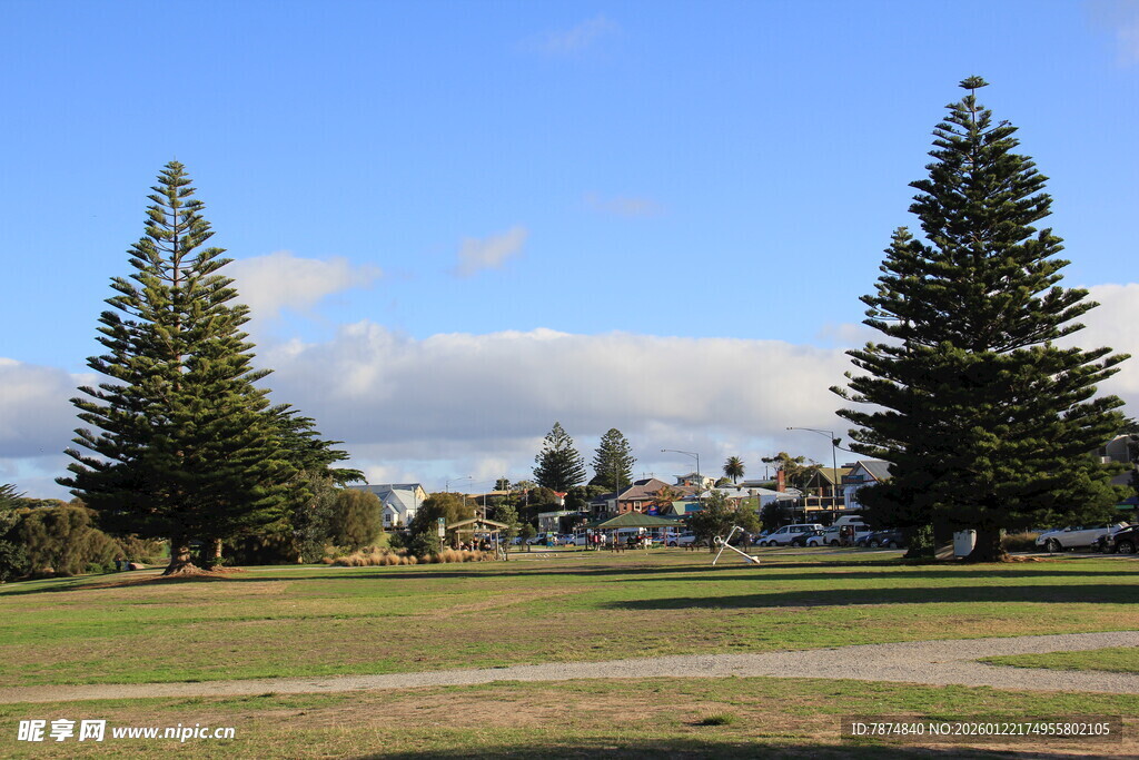 户外开阔绿地与挺拔树木