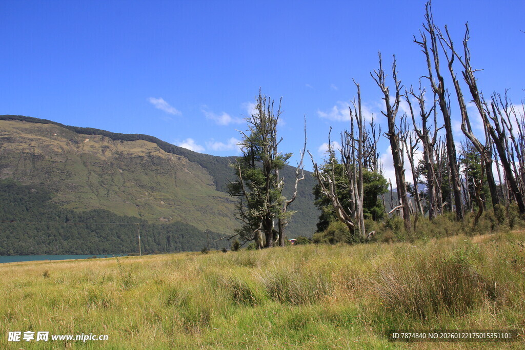 枯树与草原的自然景致