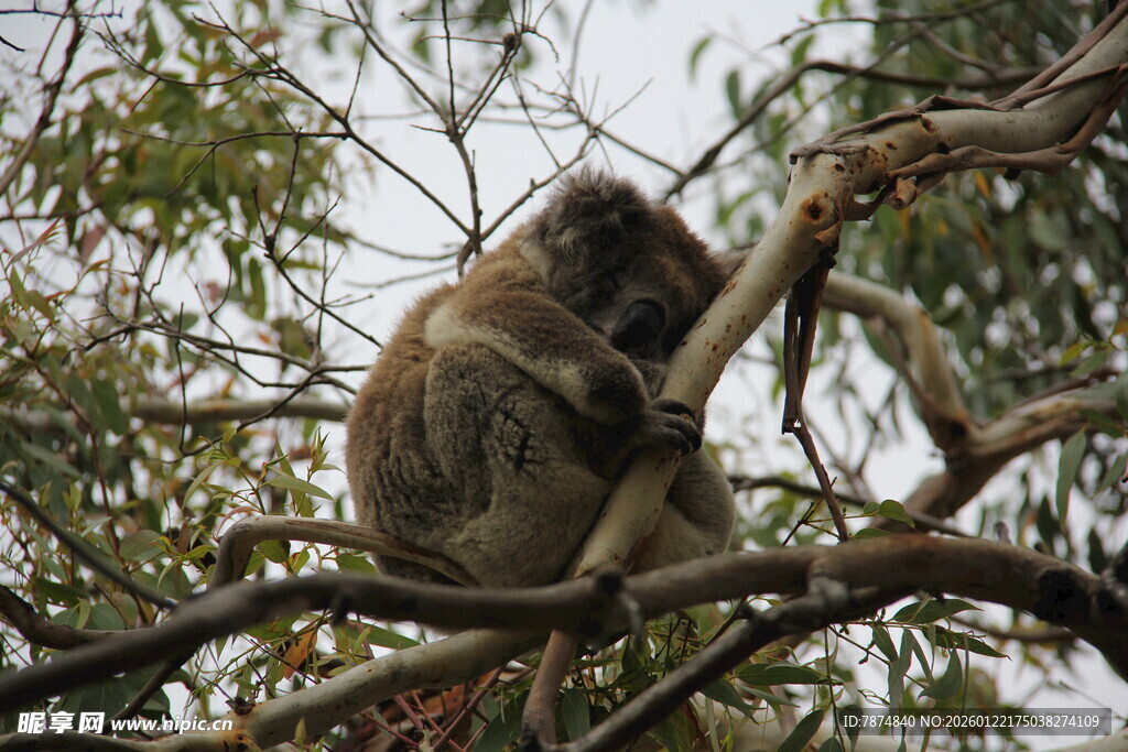 树上的考拉