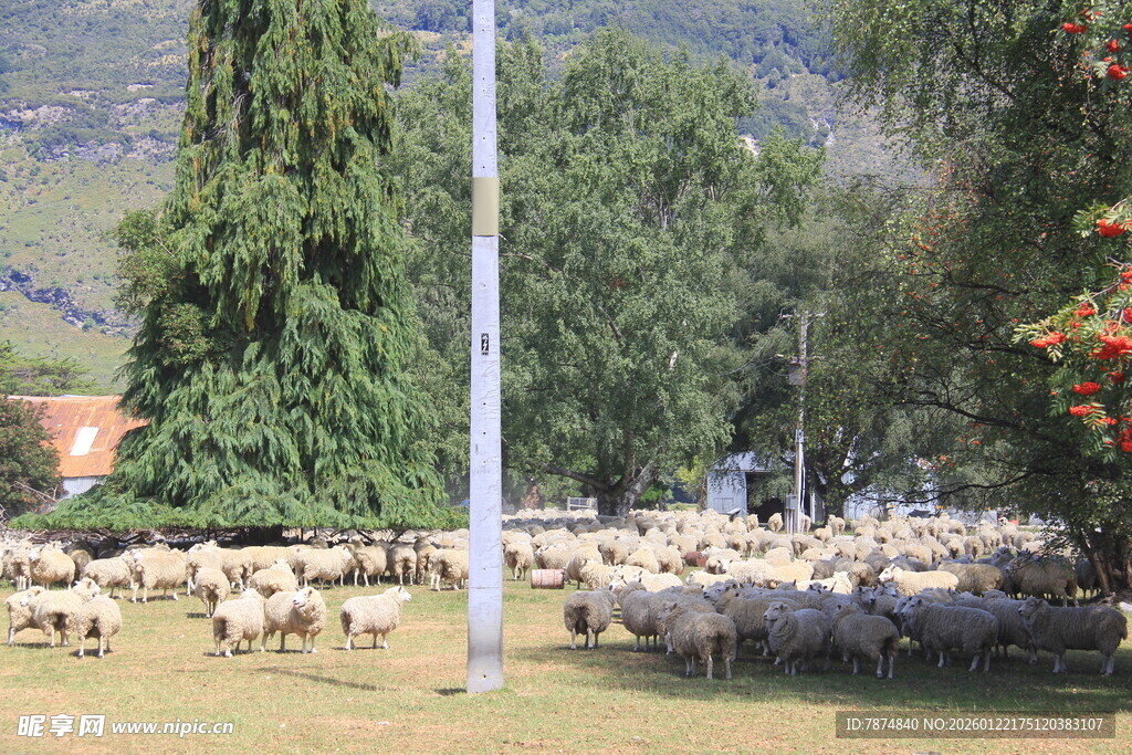 草原羊群风景