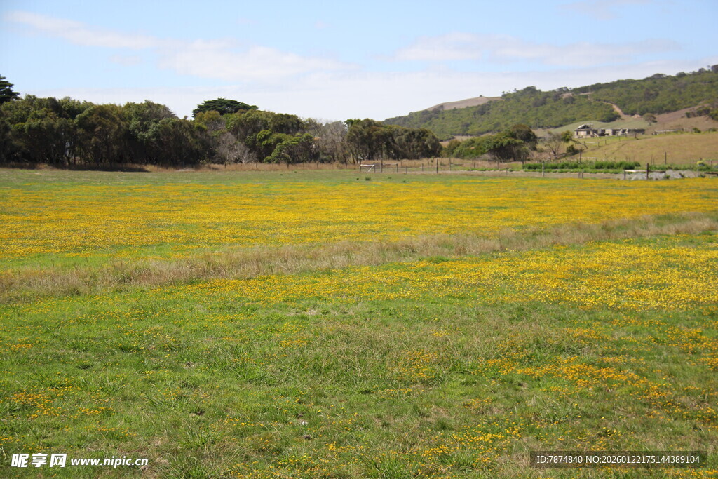 金黄花海铺展于绿野间