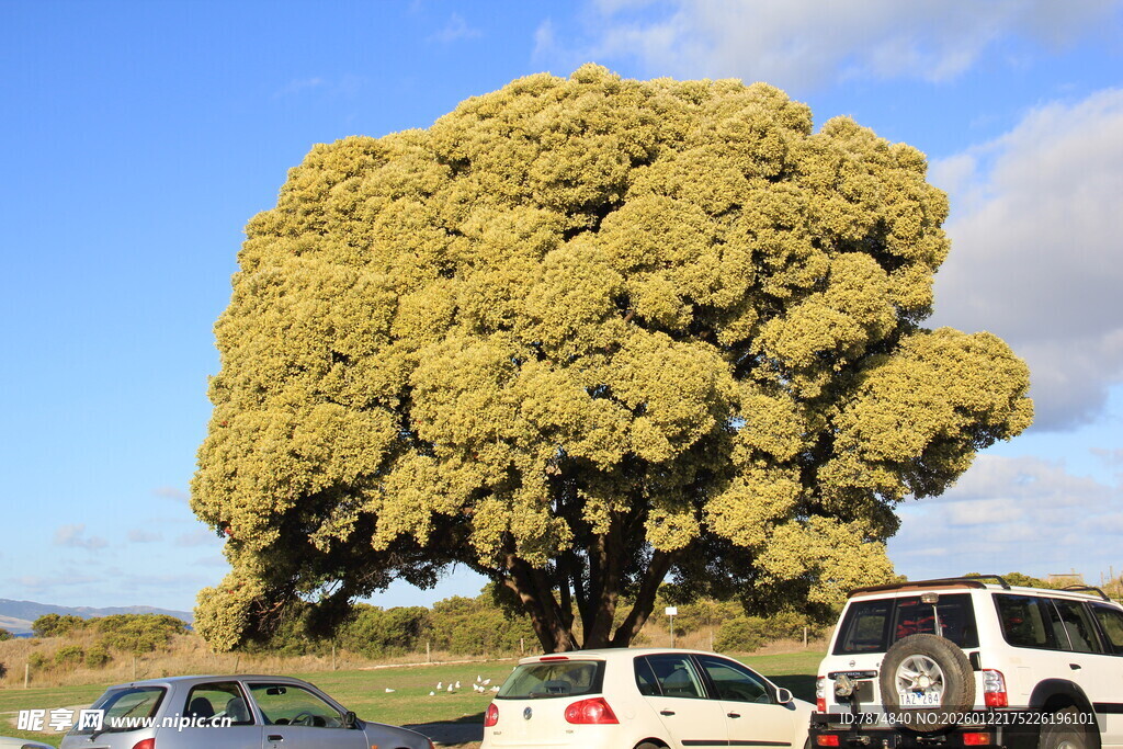 巨大繁茂树木下停放的车辆
