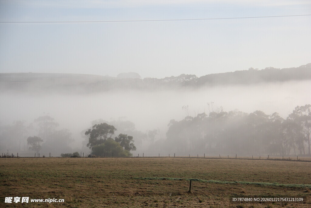 晨雾中的田野与孤树