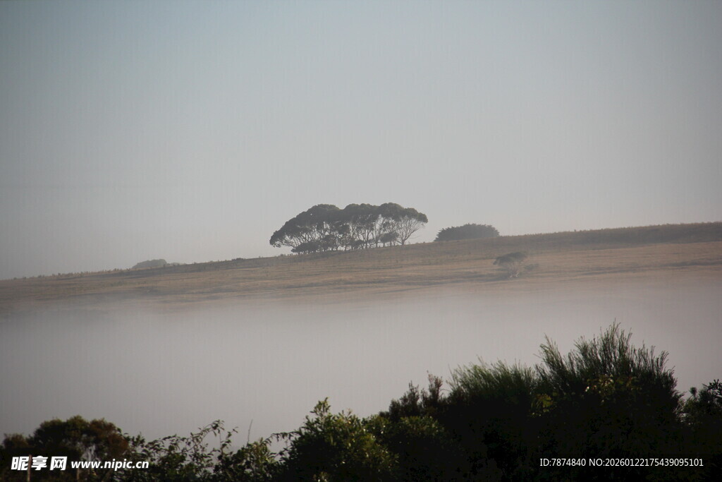 晨雾中的原野与孤树