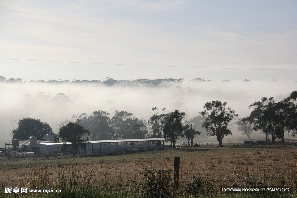 田野晨雾中的树木景观