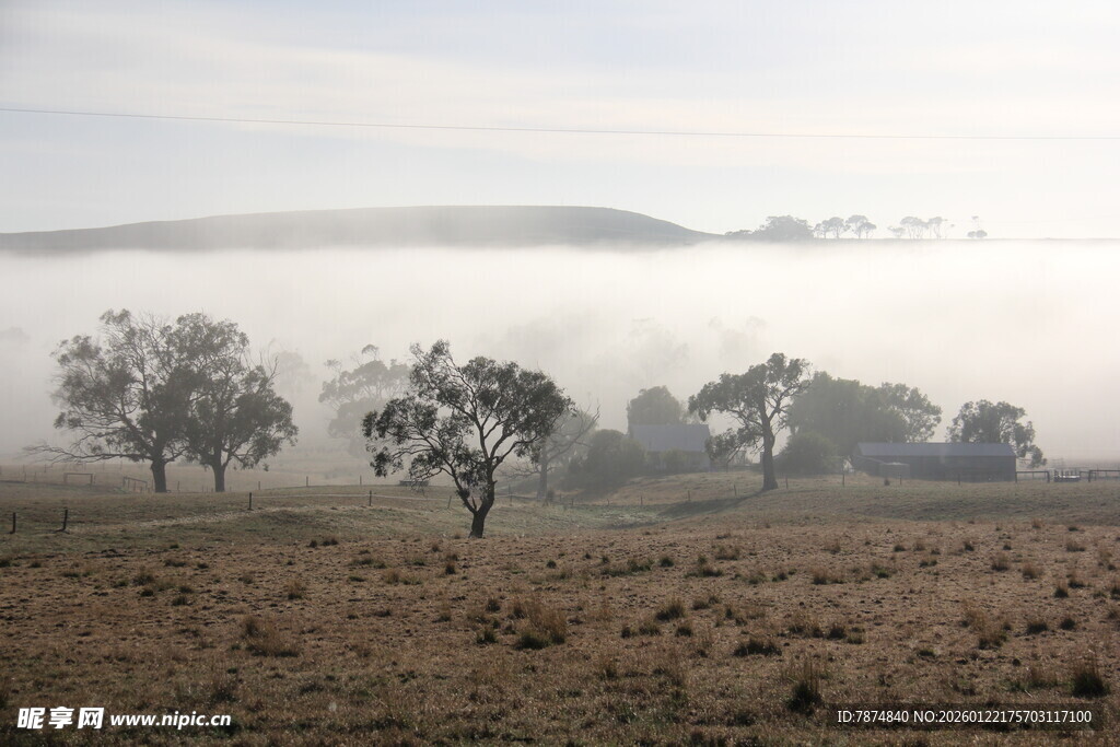晨雾中的旷野树木