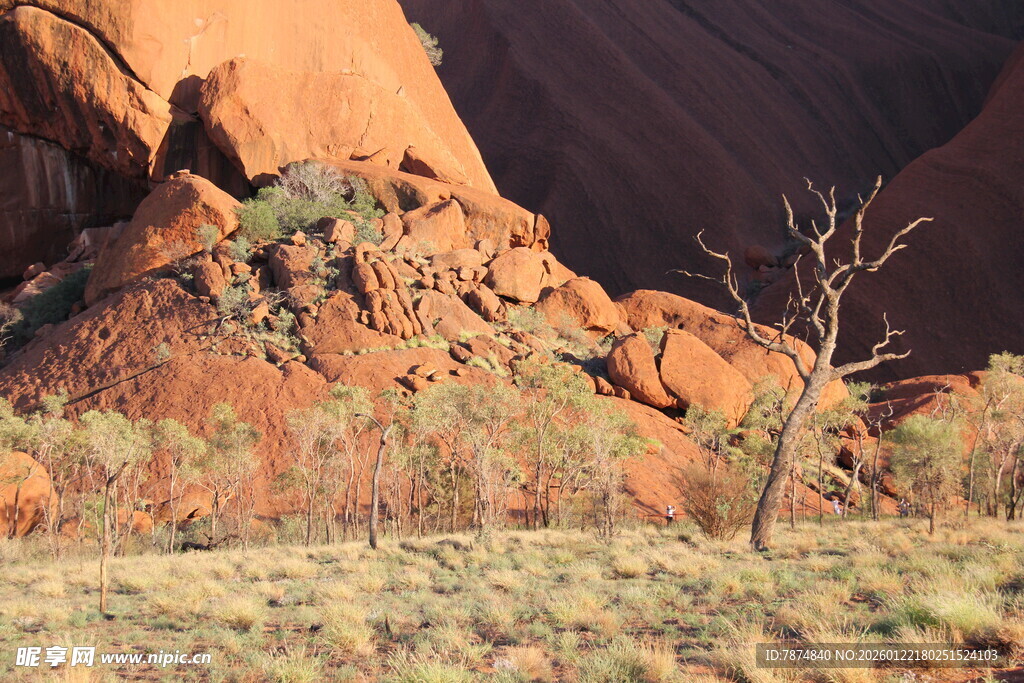 红色山峦旁的枯树景观