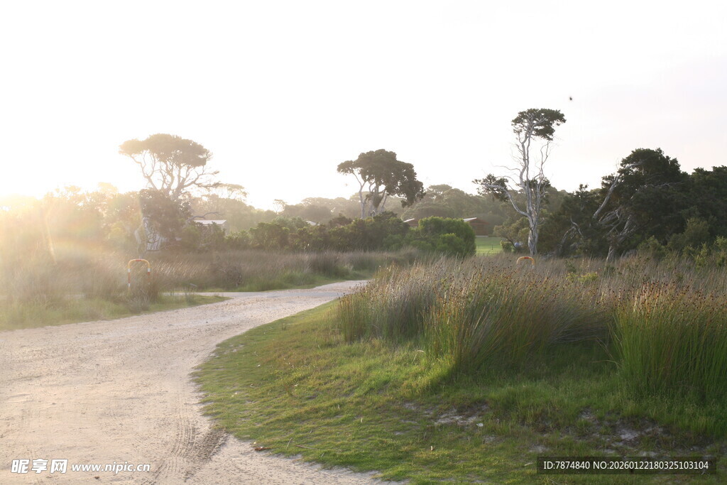 阳光照耀下的林间小路