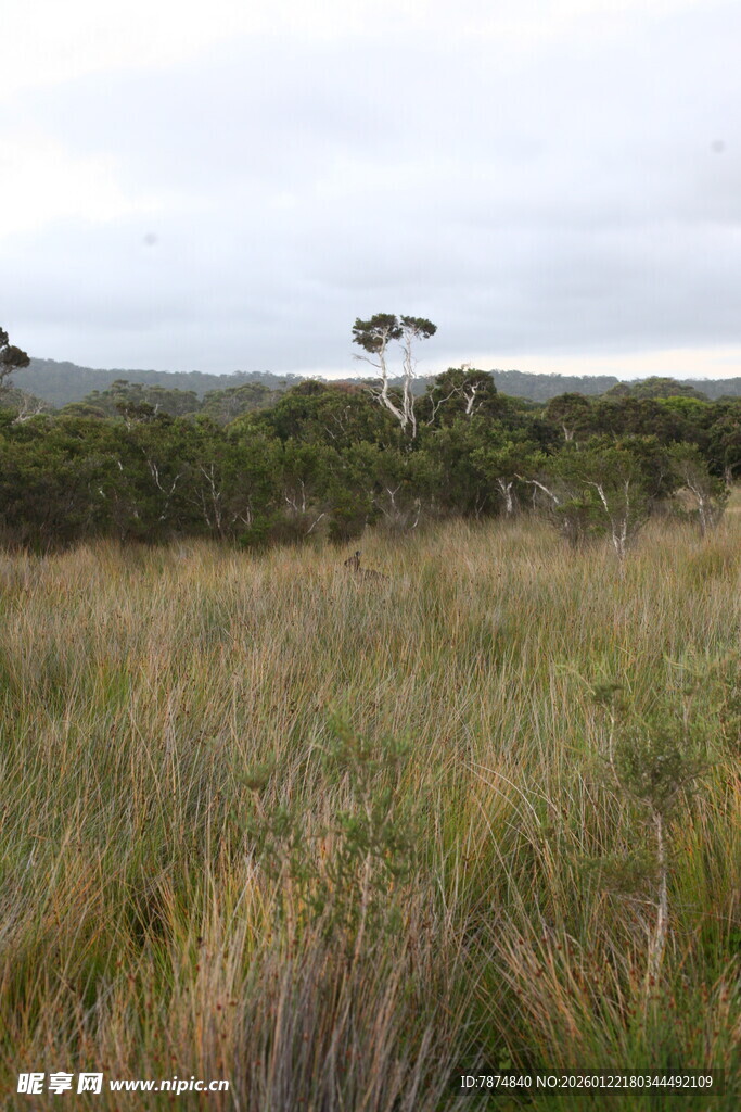 广袤草地与远处孤树景观