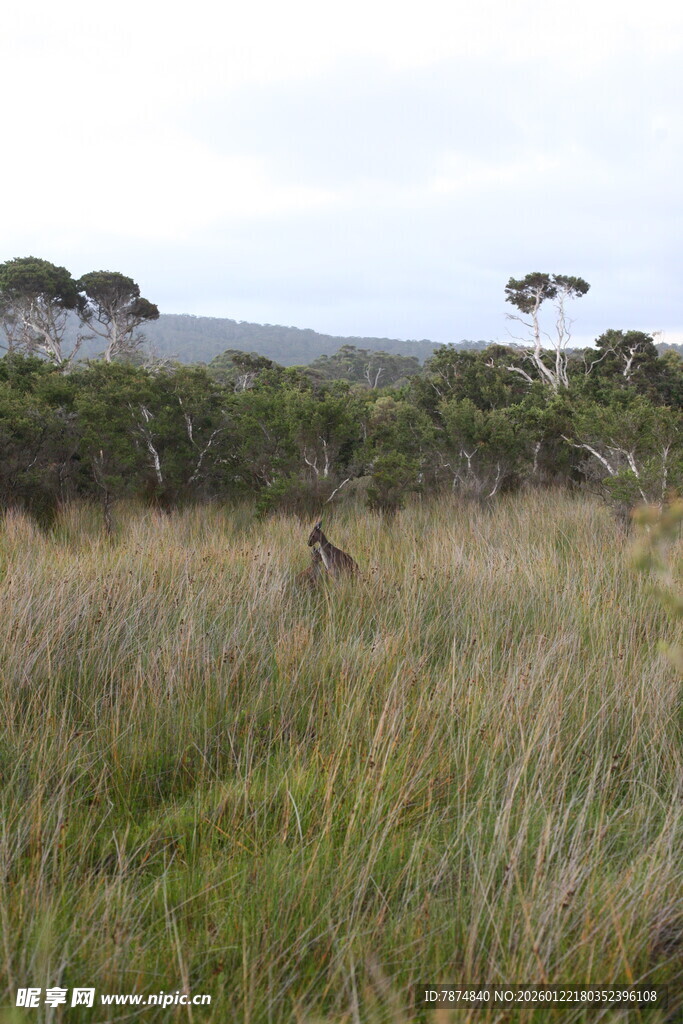 草原上的野生动物