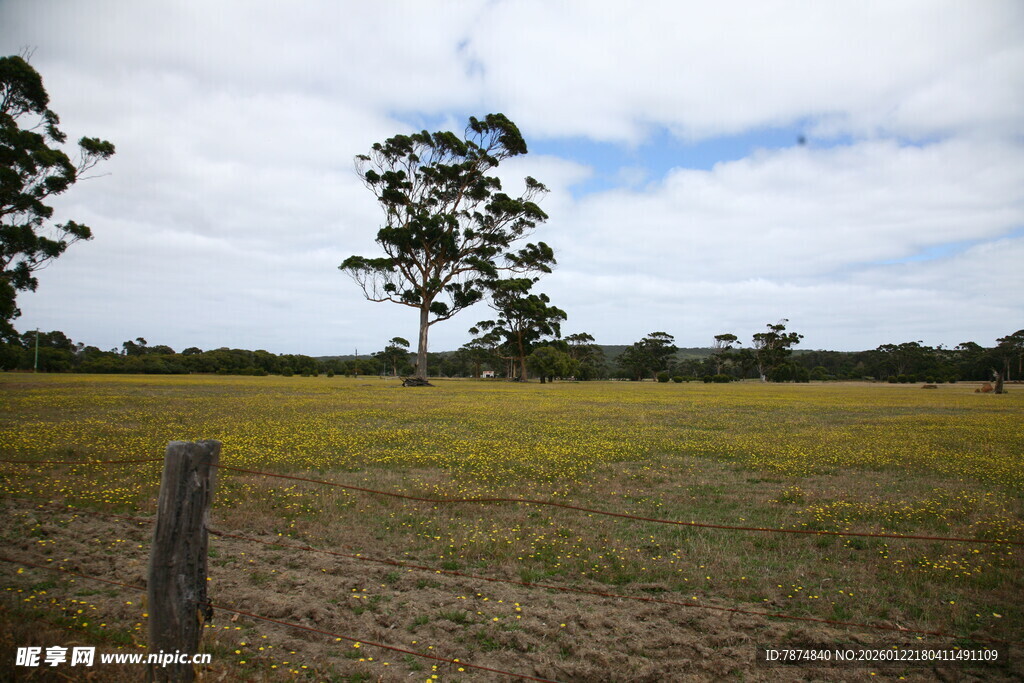 广袤田野与孤树景色