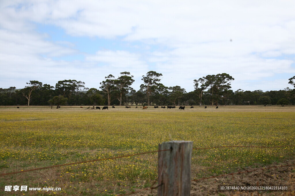 田野风光中的木桩与树木