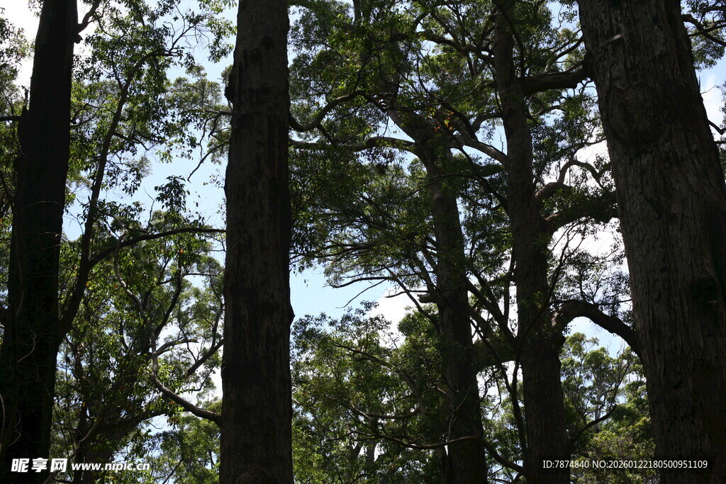 茂密森林中的高大树木