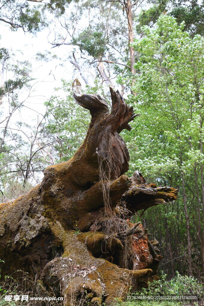森林中奇特的老树桩