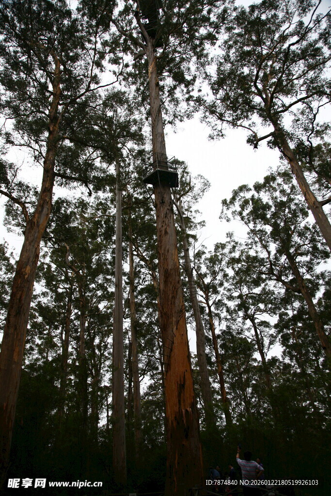 仰视茂密森林中的高大树木