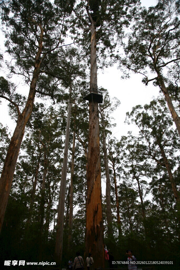 仰视茂密高大的树林