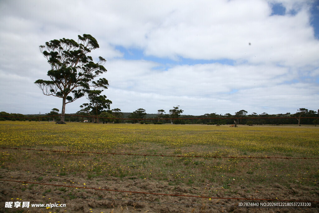 旷野孤树风景图