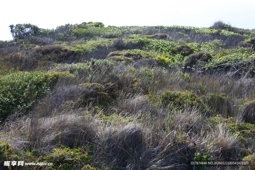 野外繁茂的多样植被景观