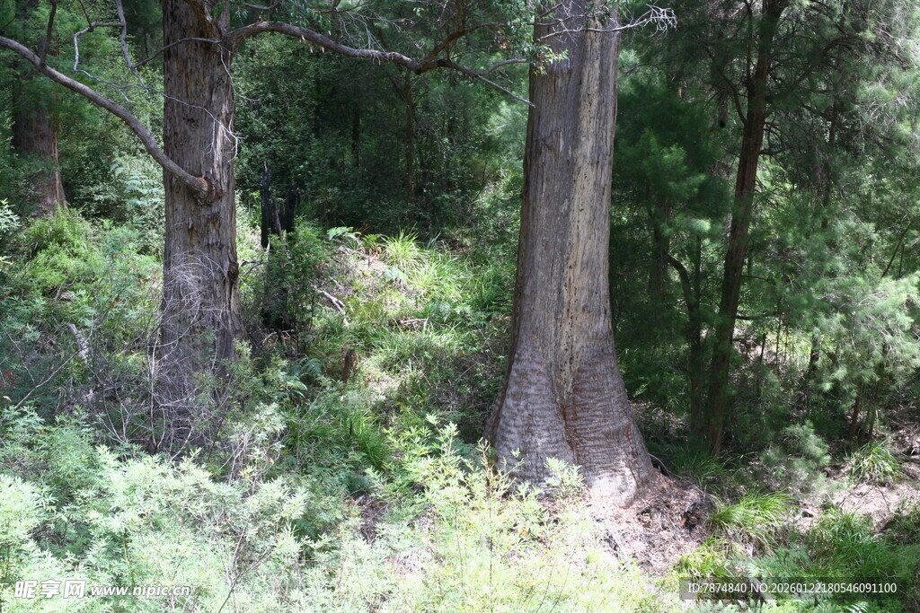 森林中的树木与繁茂植被