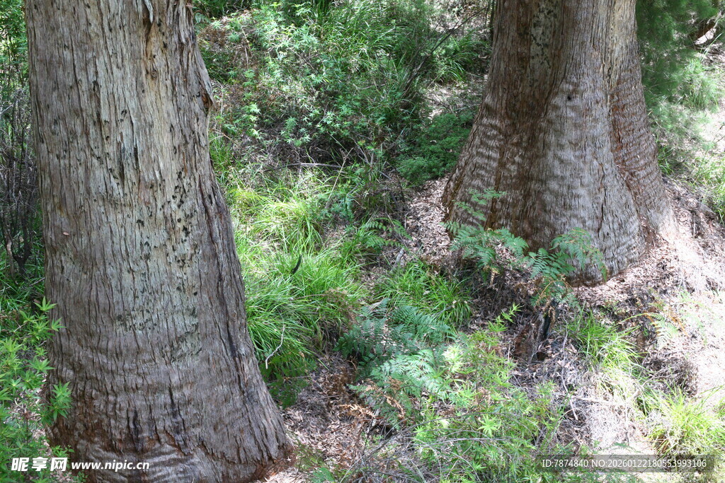 森林中粗壮的树木与植被