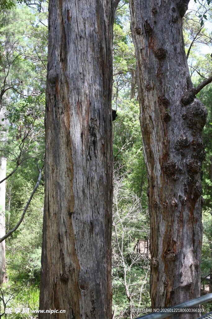 森林中的粗壮树干