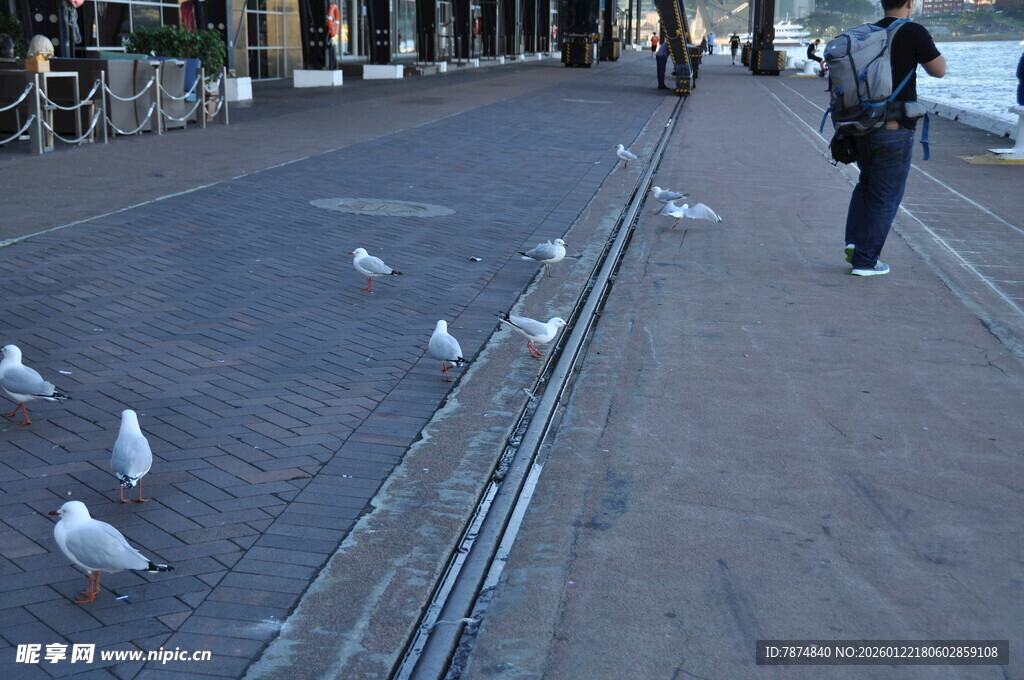 街头漫步与鸽群相伴
