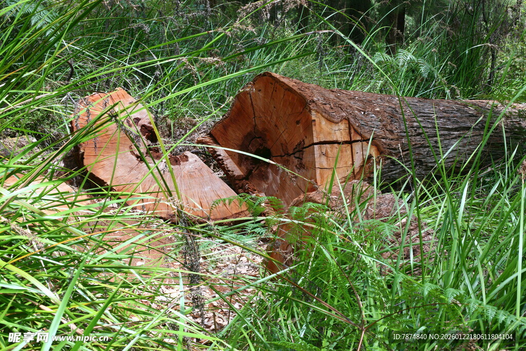林间被砍伐的粗壮原木