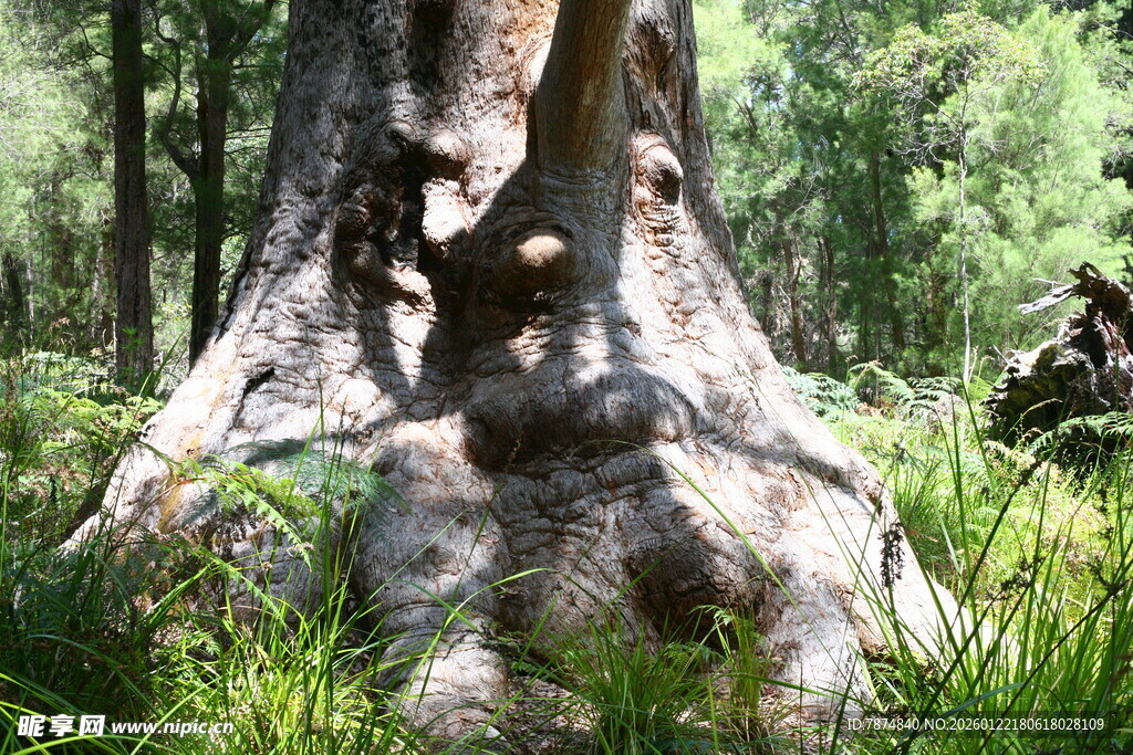 森林中奇特造型的大树干