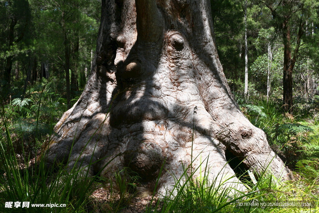 古老大树根部的自然景观